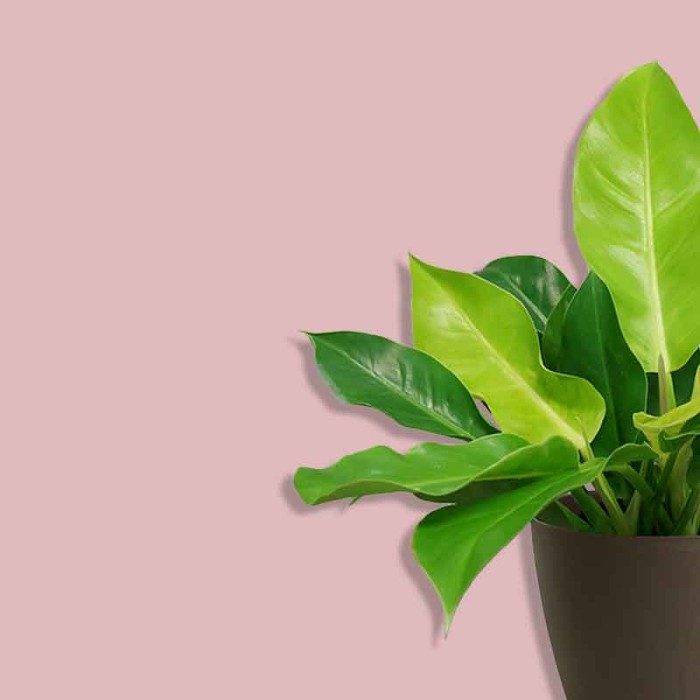 Стеклохолст SYSTEXX Pure Fleece V11