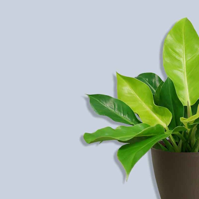 Стеклохолст modern walls Fleece VPP200 R (покрытие для фотопечати)